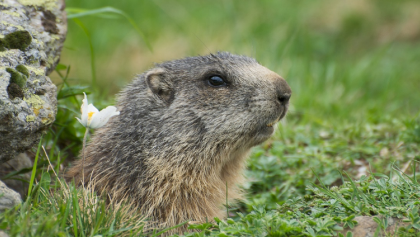 Una marmota en su madriguera