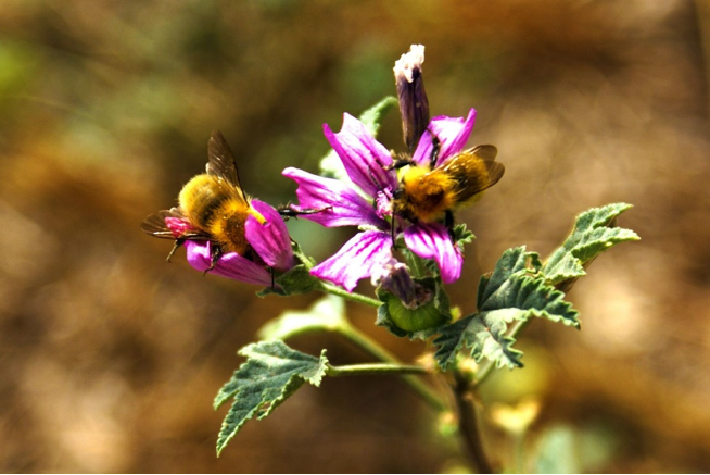 blog aprendreanmals abelles ferranpestana
